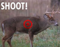 shotplacement_deer.jpg